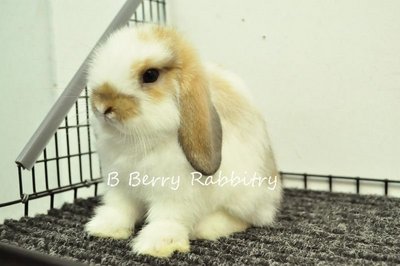 Holland Lop - Broken Tort 65 - Holland Lop Rabbit