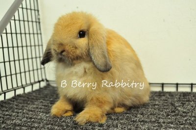 Holland Lop - Doe 65 - Holland Lop Rabbit