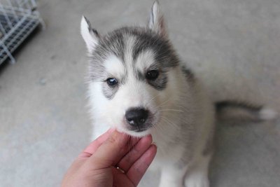 Femalebig Bone Siberian Husky Puppy - Siberian Husky Dog