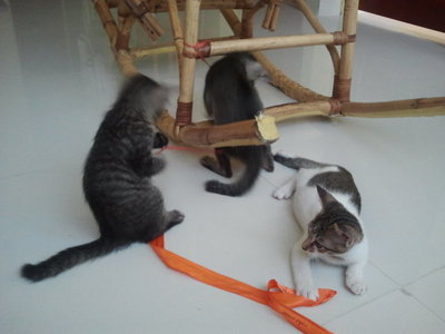 3 Male Kitten - Domestic Short Hair Cat