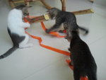 3 Male Kitten - Domestic Short Hair Cat