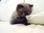 Cfa Flat Face High Nose Persian - Persian Cat