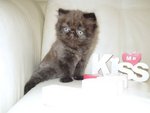 Cfa Flat Face High Nose Persian - Persian Cat