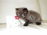 Cfa Flat Face High Nose Persian - Persian Cat