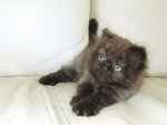 Cfa Flat Face High Nose Persian - Persian Cat