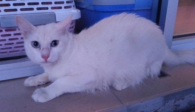 Handsome Lucky - Domestic Long Hair + Domestic Medium Hair Cat