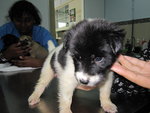 Patches - Collie Mix Dog