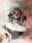 Cutie 1 - Persian Cat