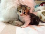 Cutie 2 - Persian Cat