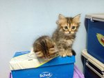 Cutie 2 - Persian Cat