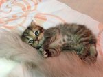 Cutie 3 - Persian Cat