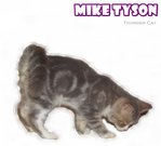 Mike Tyson (Blue Tabby White) - British Shorthair Cat