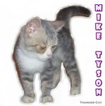 Mike Tyson (Blue Tabby White) - British Shorthair Cat