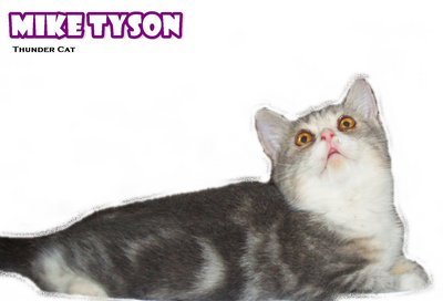 Mike Tyson (Blue Tabby White) - British Shorthair Cat