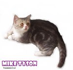 Mike Tyson (Blue Tabby White) - British Shorthair Cat