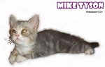 Mike Tyson (Blue Tabby White) - British Shorthair Cat