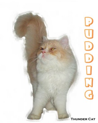 Pudding - Persian Cat