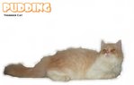 Pudding - Persian Cat