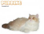 Pudding - Persian Cat