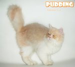 Pudding - Persian Cat