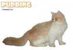 Pudding - Persian Cat