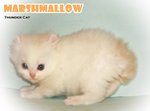 Marshmarrow -long Hair Curl/bobtail - American Curl Cat