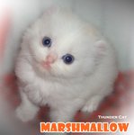 Marshmarrow -long Hair Curl/bobtail - American Curl Cat