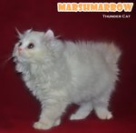 Marshmarrow -long Hair Curl/bobtail - American Curl Cat