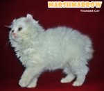 Marshmarrow -long Hair Curl/bobtail - American Curl Cat