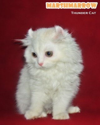 Marshmarrow -long Hair Curl/bobtail - American Curl Cat