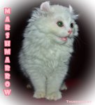 Marshmarrow -long Hair Curl/bobtail - American Curl Cat