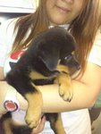 Rottweiler For Sale (In Jb) - Rottweiler Dog