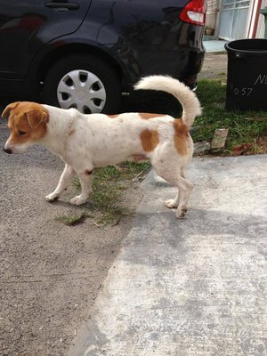 Henry - Mixed Breed Dog