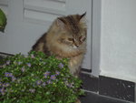 Aslan - Maine Coon + Persian Cat