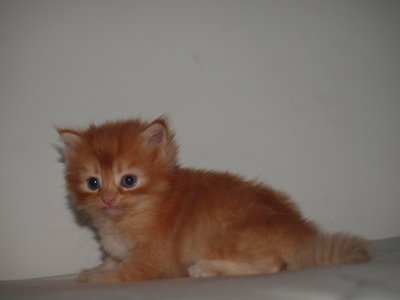 Mr Fluff - Maine Coon + Persian Cat