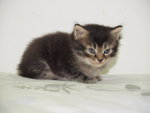 Black - Maine Coon + Persian Cat