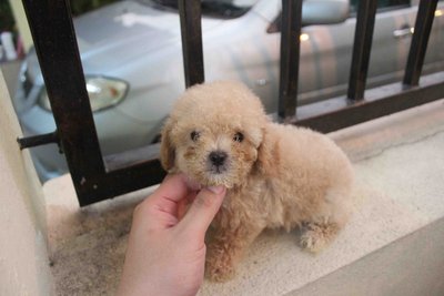 Light Brown Tiny Poodle Puppy - Poodle Dog