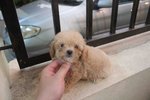 Light Brown Tiny Poodle Puppy - Poodle Dog