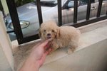 Light Brown Tiny Poodle Puppy - Poodle Dog