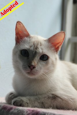 X (Adopted) Mayki - Crystal  ★ - Domestic Short Hair Cat