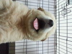 Fatty - Golden Retriever Dog