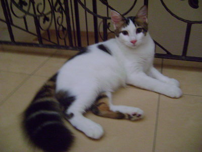 Funky - Persian + Domestic Medium Hair Cat