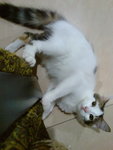 Funky - Persian + Domestic Medium Hair Cat