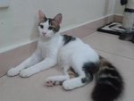 Funky - Persian + Domestic Medium Hair Cat