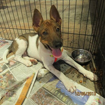 Lilo - Australian Shepherd Mix Dog