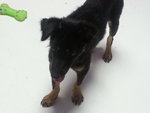 Dreamer - ( German Sherped Mix)  - Mixed Breed Dog