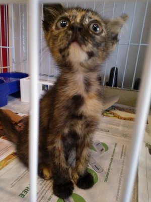 Scratch - Domestic Short Hair + Tortoiseshell Cat