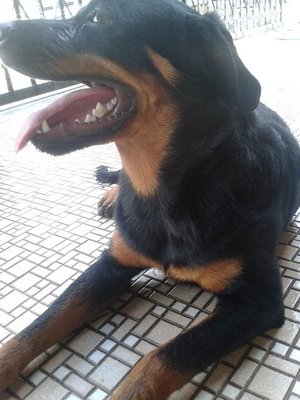 PF44893 - Rottweiler Dog