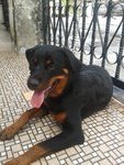 PF44893 - Rottweiler Dog