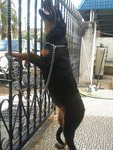 PF44893 - Rottweiler Dog